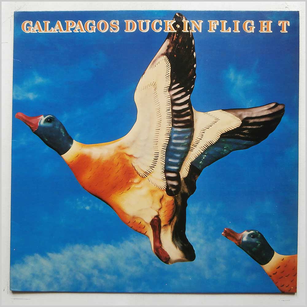 Galapagos Duck - In Flight  (6357 064) 